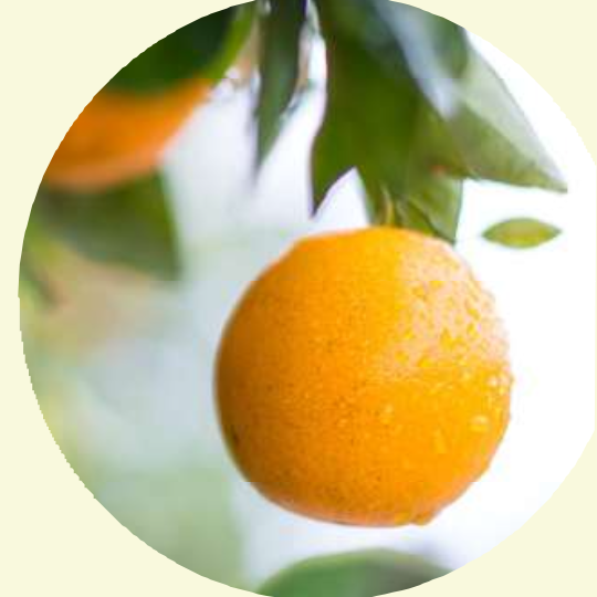 Orange growing on a tree